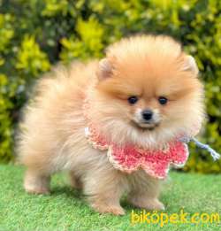 Tombul Surat Pomeranian Yavrular 2