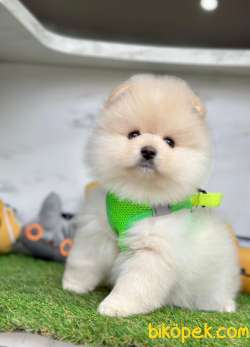Tombul Surat Pomeranian Yavrular 3