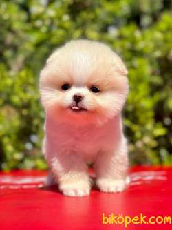 Ayı Surat Pomeranian Yavrular 3