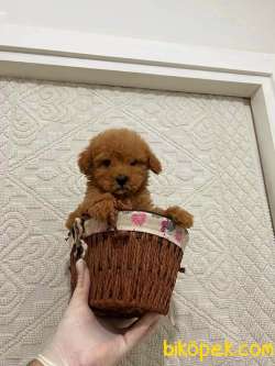 TOOY POODLE YAVRUMUZ 0 TEACUP 1