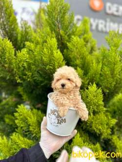 TOOY POODLE YAVRUMUZ 0 TEACUP 3