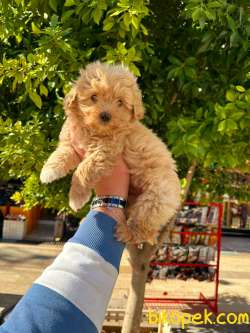 TOOY POODLE YAVRUMUZ 0 TEACUP 2