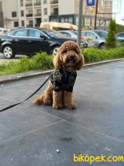 TOOY POODLE YAVRUMUZ 0 TEACUP 4