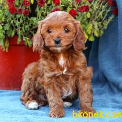 TOOY POODLE YAVRUMUZ 0 TEACUP