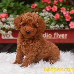 TOOY POODLE YAVRUMUZ 0 TEACUP 4