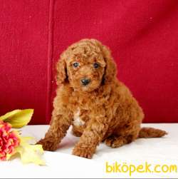 TOOY POODLE YAVRUMUZ 0 TEACUP 5