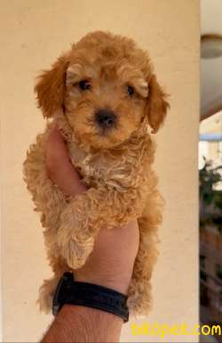 TOOY POODLE YAVRUMUZ 0 TEACUP 5