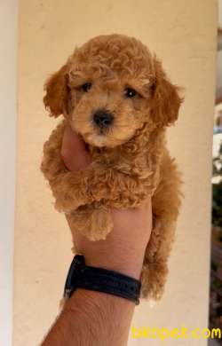 TOOY POODLE YAVRUMUZ 0 TEACUP 4