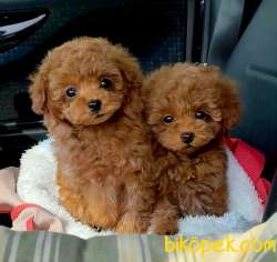 TOOY POODLE YAVRUMUZ 0 TEACUP 1
