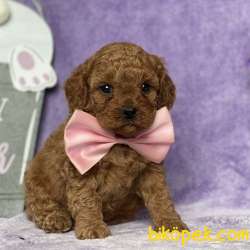 TOOY POODLE YAVRUMUZ 0 TEACUP