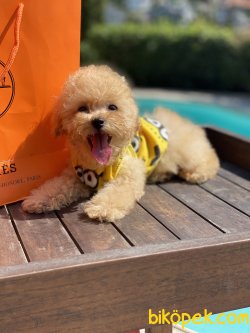 Toy Apricote Orjinal Microchipli Poodle Yavrumuz 1