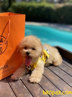 Toy Apricote Orjinal Microchipli Poodle Yavrumuz 4
