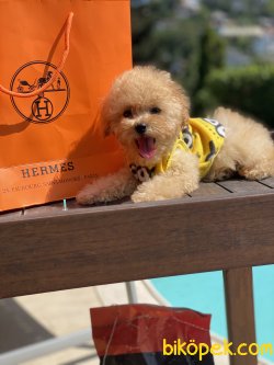Toy Apricote Orjinal Microchipli Poodle Yavrumuz 3