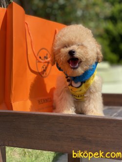 Toy Apricote Orjinal Microchipli Poodle Yavrumuz 2