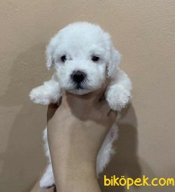 Toy Beyaz Poodle Bebeklerimiz En Kaliteli Yavrular 3