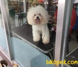 Toy Beyaz Poodle Bebeklerimiz En Kaliteli Yavrular 1