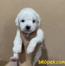 Toy Beyaz Poodle Bebeklerimiz En Kaliteli Yavrular 2