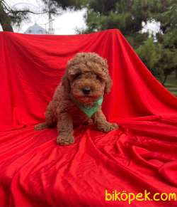 TOY PODDLE YAVRULAR 2