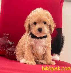 TOY PODDLE YAVRULAR 4