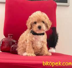 TOY PODDLE YAVRULAR 3