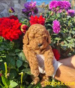 Toy Pooddle Bebekler Ailenizin Köpeği 3