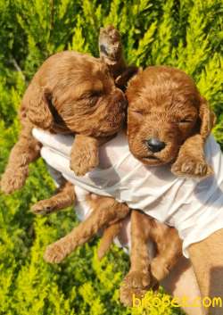 Toy Pooddle Bebekler Ailenizin Köpeği 5