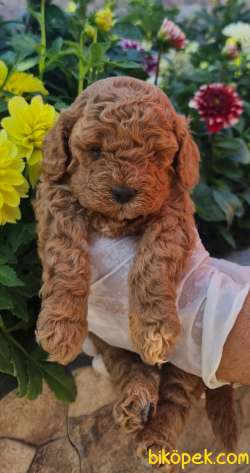 Toy Pooddle Bebekler Ailenizin Köpeği 1