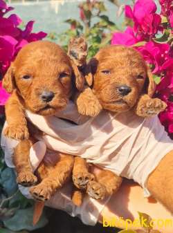 Toy Pooddle Bebekler Ailenizin Köpeği 2
