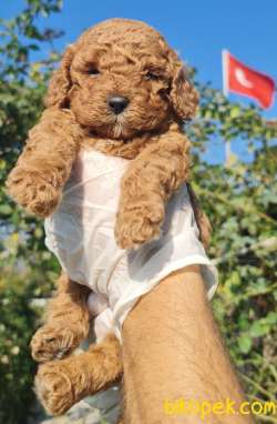 Toy Pooddle Bebekler Ailenizin Köpeği 4