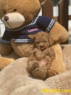 Toy Poode Orjinal Baby Face Orjinal Yavrular 4