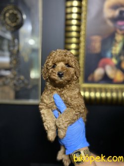 Toy Poodl Yavruları Tecup 2