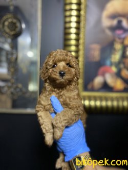 Toy Poodl Yavruları Tecup 1