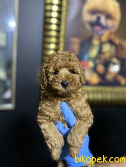 Toy Poodl Yavruları Tecup 3