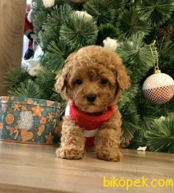 Toy Poodl Yavrularımız 2