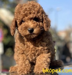 Toy Poodl Yavrularımız 3