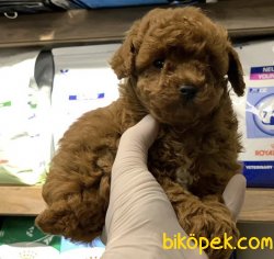 Toy Poodl Yavrularımız 1
