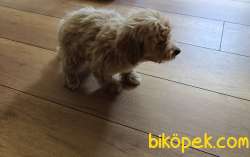 Toy Poodle 10 3