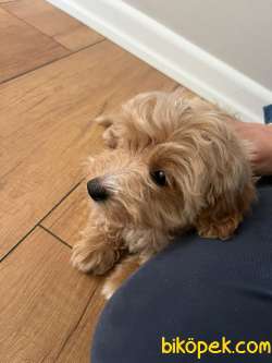 Toy Poodle 10 4
