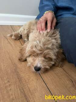 Toy Poodle 10 2