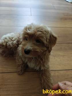 Toy Poodle 10 1