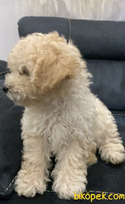 Toy Poodle 2.5 Aylık Apricot Renk 2