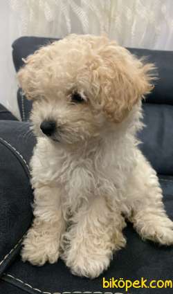 Toy Poodle 2.5 Aylık Apricot Renk 1