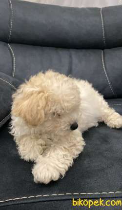 Toy Poodle 2.5 Aylık Apricot Renk 3