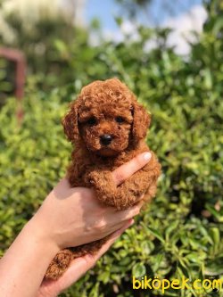 Toy Poodle Yavrularımız 3