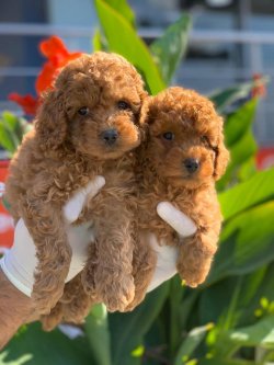 Toy Poodle Yavrularımız 1