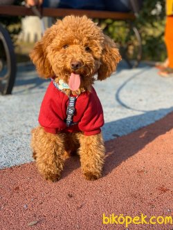 Toy Poodle Yavrularımız 2