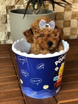 Toy Poodle 2