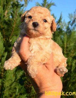 Toy Poodle 3