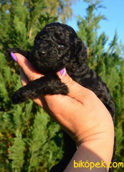 Toy Poodle 2
