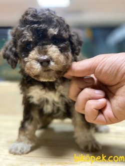 Toy Poodle 1